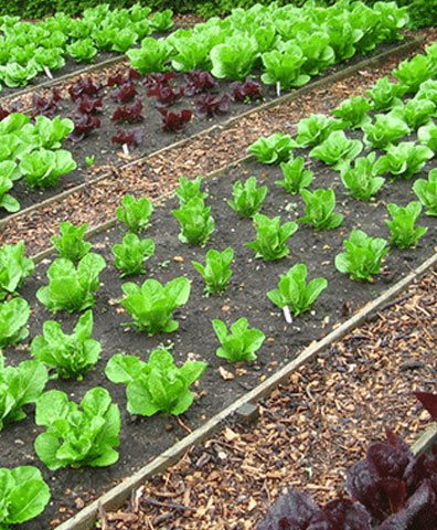 Organic Vegetable Farm